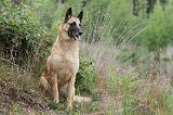 MALINOIS 533